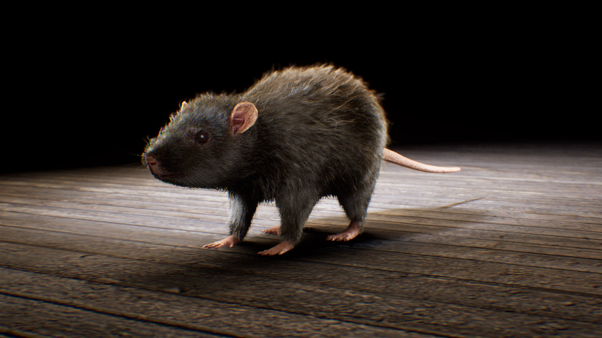 Rat Enhancements